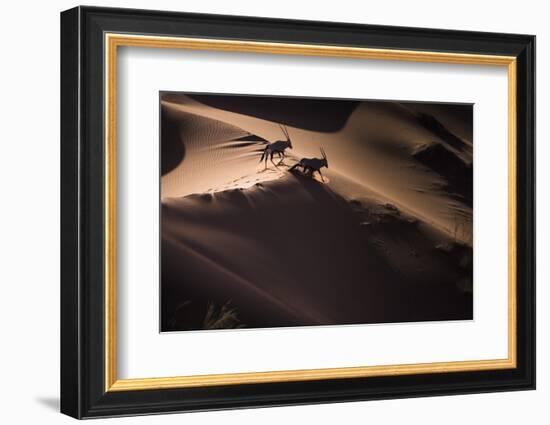 Gemsbok (Oryx Gazella) Two Walking across Sand Dunes, Aerial View. Namibia-Wim van den Heever-Framed Photographic Print