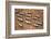 Gemsbok (Oryx Gazella) Viewed from Above, Namib Desert, Namibia-Wim van den Heever-Framed Photographic Print