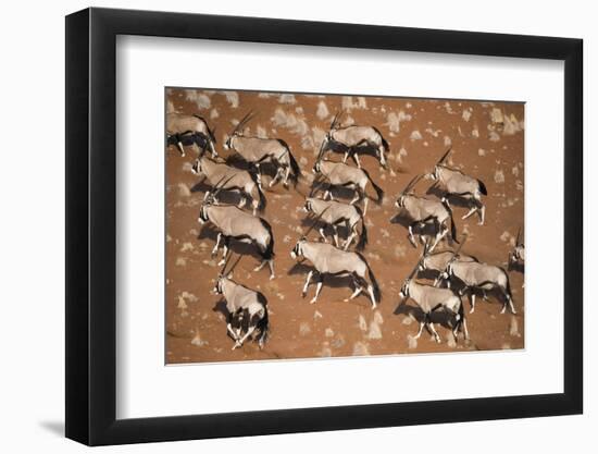 Gemsbok (Oryx Gazella) Viewed from Above, Namib Desert, Namibia-Wim van den Heever-Framed Photographic Print