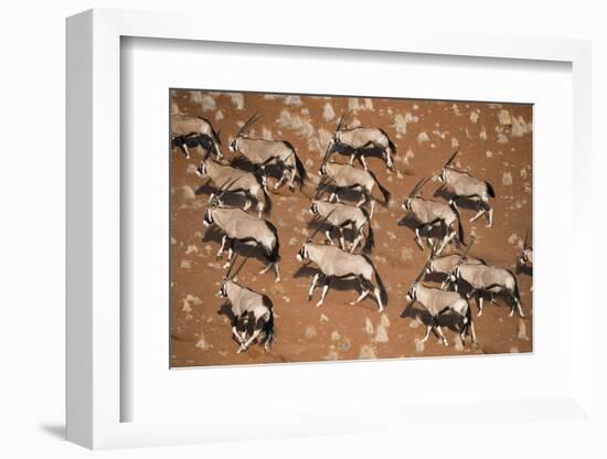 Gemsbok (Oryx Gazella) Viewed from Above, Namib Desert, Namibia-Wim van den Heever-Framed Photographic Print