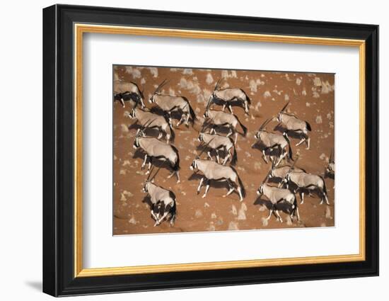 Gemsbok (Oryx Gazella) Viewed from Above, Namib Desert, Namibia-Wim van den Heever-Framed Photographic Print