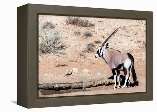 Gemsbok, Oryx Gazella-Artush-Framed Premier Image Canvas