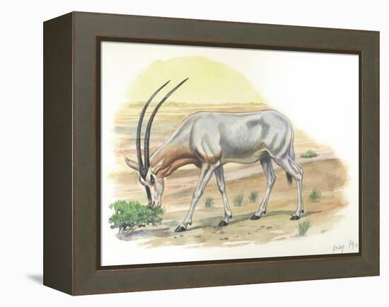 Gemsbok Oryx Gazella-null-Framed Premier Image Canvas