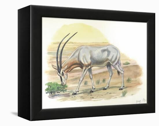 Gemsbok Oryx Gazella-null-Framed Premier Image Canvas