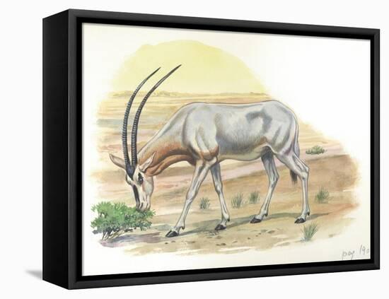 Gemsbok Oryx Gazella-null-Framed Premier Image Canvas