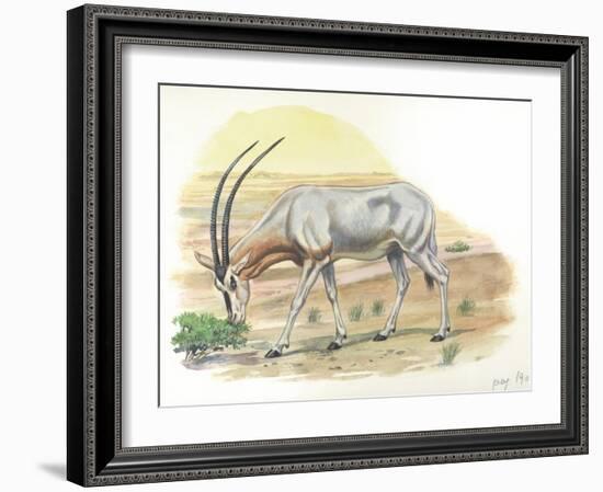 Gemsbok Oryx Gazella-null-Framed Giclee Print