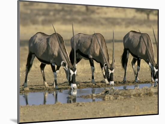 Gemsbok (Oryx) (Oryx Gazella) Drinking at Waterhole, Kalahari Gemsbok Park, South Africa, Africa-Steve & Ann Toon-Mounted Photographic Print