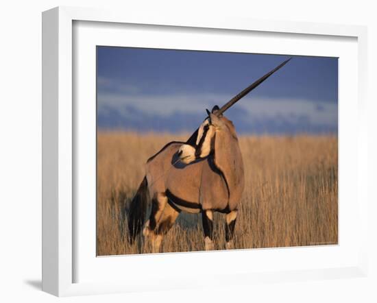 Gemsbok (Oryx), Oryx Gazella, Kgalagadi Transfrontier Park, South Africa, Africa-Ann & Steve Toon-Framed Photographic Print