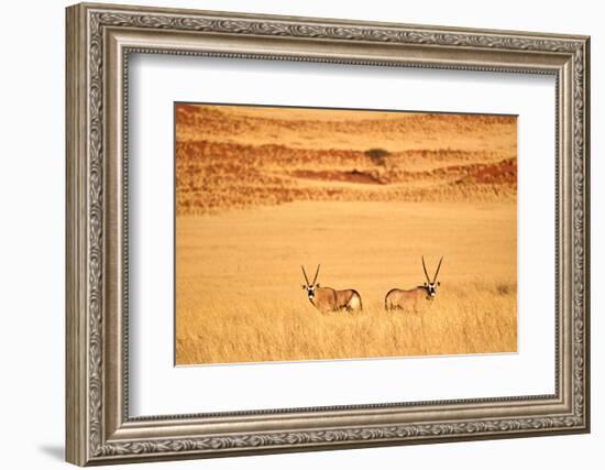 Gemsbok pair standing in grass after wet season, Namibia-Eric Baccega-Framed Photographic Print