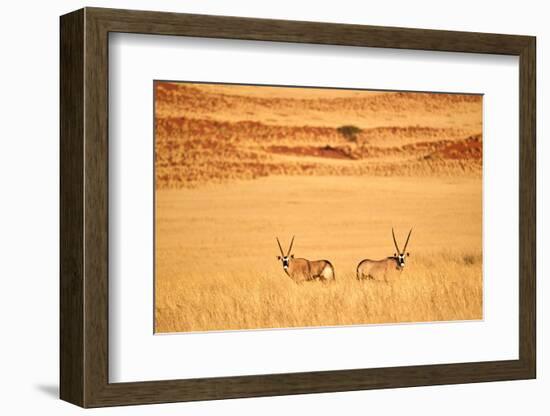 Gemsbok pair standing in grass after wet season, Namibia-Eric Baccega-Framed Photographic Print
