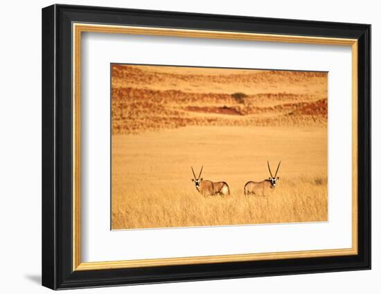 Gemsbok pair standing in grass after wet season, Namibia-Eric Baccega-Framed Photographic Print