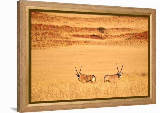 Gemsbok pair standing in grass after wet season, Namibia-Eric Baccega-Framed Premier Image Canvas