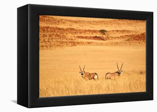 Gemsbok pair standing in grass after wet season, Namibia-Eric Baccega-Framed Premier Image Canvas