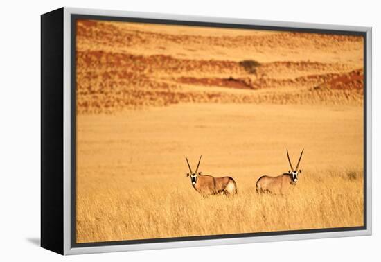 Gemsbok pair standing in grass after wet season, Namibia-Eric Baccega-Framed Premier Image Canvas