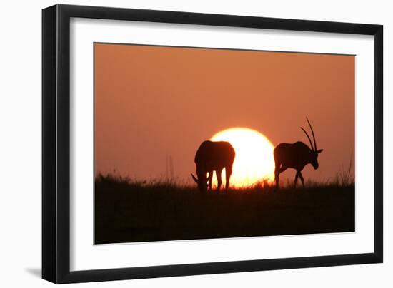 Gemsbok Silhouette at Sunset-null-Framed Photographic Print