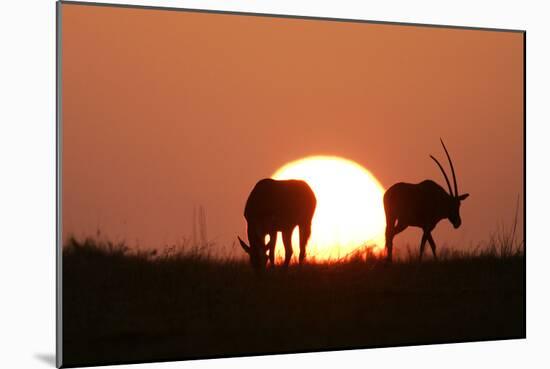 Gemsbok Silhouette at Sunset-null-Mounted Photographic Print