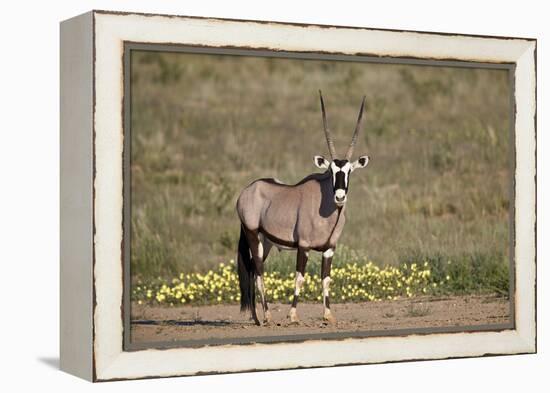 Gemsbok (South African Oryx) (Oryx gazella) buck, Kgalagadi Transfrontier Park, South Africa, Afric-James Hager-Framed Premier Image Canvas