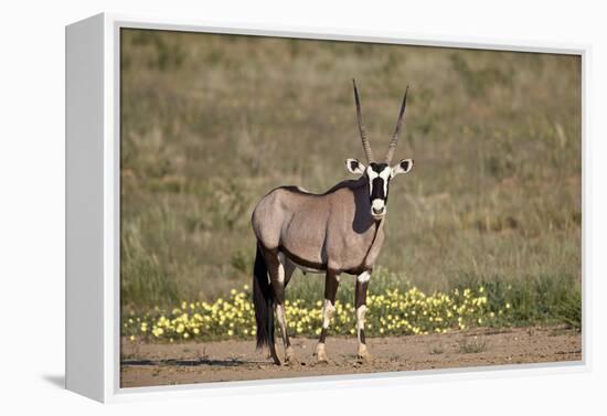 Gemsbok (South African Oryx) (Oryx gazella) buck, Kgalagadi Transfrontier Park, South Africa, Afric-James Hager-Framed Premier Image Canvas
