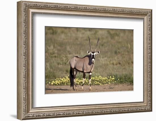 Gemsbok (South African Oryx) (Oryx gazella) buck, Kgalagadi Transfrontier Park, South Africa, Afric-James Hager-Framed Photographic Print