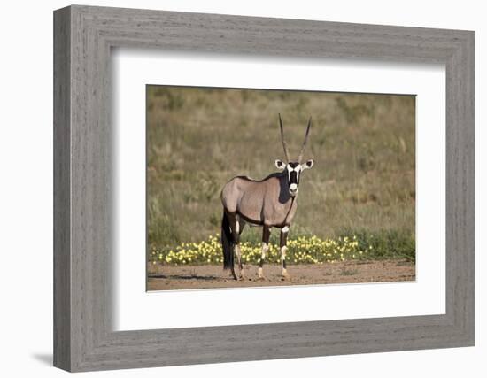 Gemsbok (South African Oryx) (Oryx gazella) buck, Kgalagadi Transfrontier Park, South Africa, Afric-James Hager-Framed Photographic Print