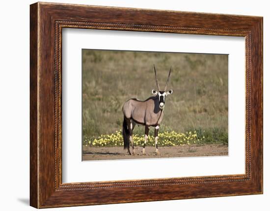 Gemsbok (South African Oryx) (Oryx gazella) buck, Kgalagadi Transfrontier Park, South Africa, Afric-James Hager-Framed Photographic Print