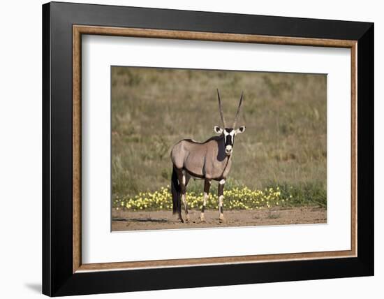 Gemsbok (South African Oryx) (Oryx gazella) buck, Kgalagadi Transfrontier Park, South Africa, Afric-James Hager-Framed Photographic Print