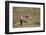 Gemsbok (South African Oryx) (Oryx gazella) buck, Kgalagadi Transfrontier Park, South Africa, Afric-James Hager-Framed Photographic Print