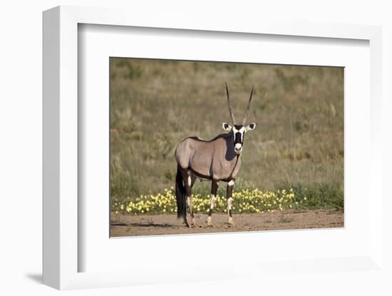 Gemsbok (South African Oryx) (Oryx gazella) buck, Kgalagadi Transfrontier Park, South Africa, Afric-James Hager-Framed Photographic Print