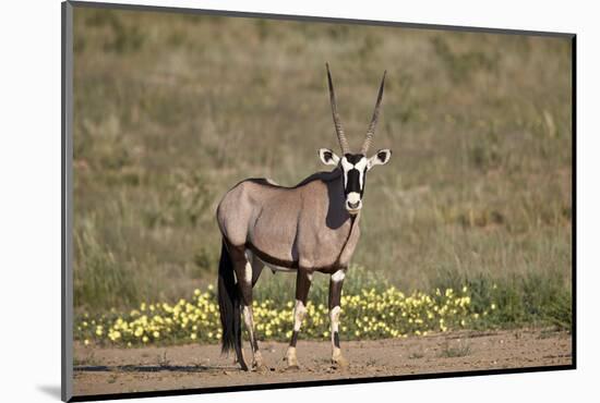 Gemsbok (South African Oryx) (Oryx gazella) buck, Kgalagadi Transfrontier Park, South Africa, Afric-James Hager-Mounted Photographic Print
