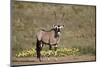 Gemsbok (South African Oryx) (Oryx gazella) buck, Kgalagadi Transfrontier Park, South Africa, Afric-James Hager-Mounted Photographic Print