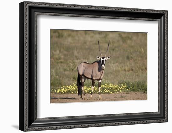 Gemsbok (South African Oryx) (Oryx gazella) buck, Kgalagadi Transfrontier Park, South Africa, Afric-James Hager-Framed Photographic Print