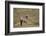 Gemsbok (South African Oryx) (Oryx gazella) buck, Kgalagadi Transfrontier Park, South Africa, Afric-James Hager-Framed Photographic Print