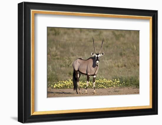 Gemsbok (South African Oryx) (Oryx gazella) buck, Kgalagadi Transfrontier Park, South Africa, Afric-James Hager-Framed Photographic Print