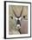 Gemsbok (South African Oryx) (Oryx Gazella), Kgalagadi Transfrontier Park, Encompassing the Former -James Hager-Framed Photographic Print