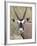 Gemsbok (South African Oryx) (Oryx Gazella), Kgalagadi Transfrontier Park, Encompassing the Former -James Hager-Framed Photographic Print