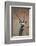 Gemsbok (South African Oryx) (Oryx Gazella)-James Hager-Framed Photographic Print