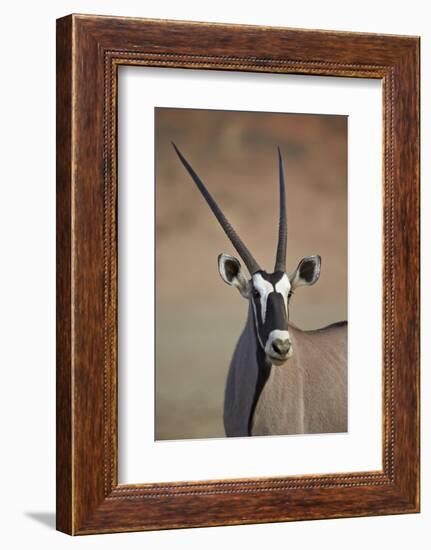 Gemsbok (South African Oryx) (Oryx Gazella)-James Hager-Framed Photographic Print