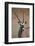 Gemsbok (South African Oryx) (Oryx Gazella)-James Hager-Framed Photographic Print