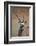 Gemsbok (South African Oryx) (Oryx Gazella)-James Hager-Framed Photographic Print