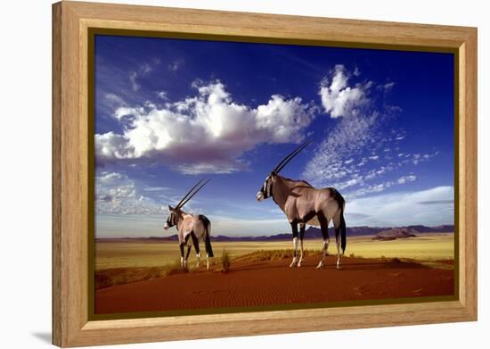 Gemsbok-null-Framed Premier Image Canvas