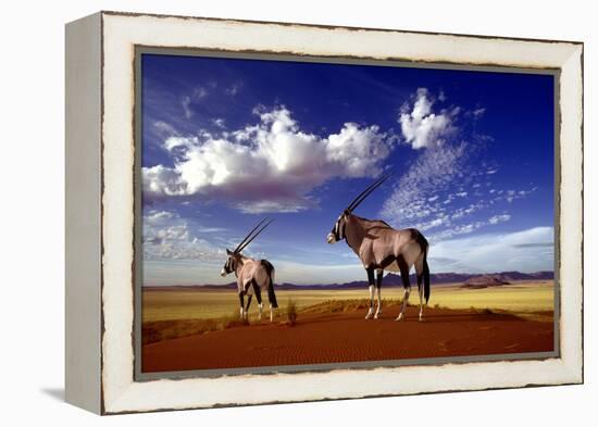 Gemsbok-null-Framed Premier Image Canvas