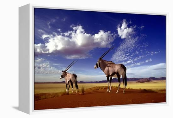 Gemsbok-null-Framed Premier Image Canvas