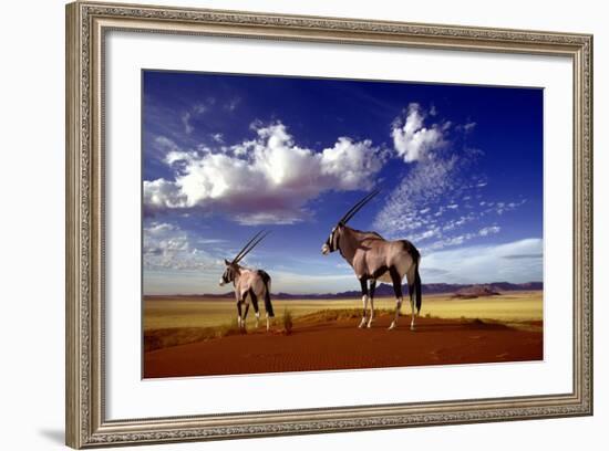 Gemsbok-null-Framed Photographic Print