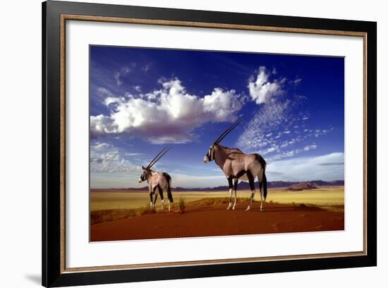 Gemsbok-null-Framed Photographic Print