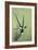 Gemsbok-James W. Johnson-Framed Giclee Print