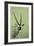 Gemsbok-James W. Johnson-Framed Giclee Print