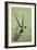 Gemsbok-James W. Johnson-Framed Giclee Print