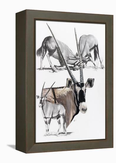 Gemsbok-Barbara Keith-Framed Premier Image Canvas