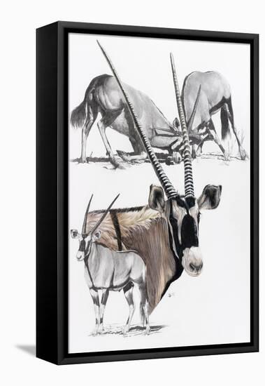 Gemsbok-Barbara Keith-Framed Premier Image Canvas