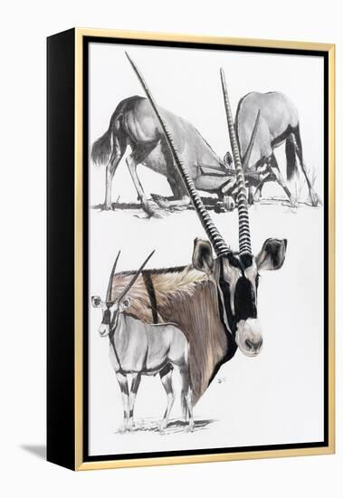 Gemsbok-Barbara Keith-Framed Premier Image Canvas